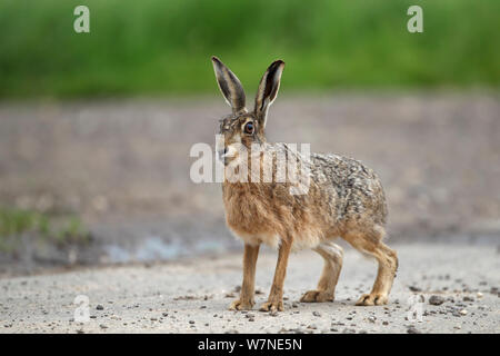 Feldhase (Lepus europaeus) Lincolnshire, Großbritannien Stockfoto