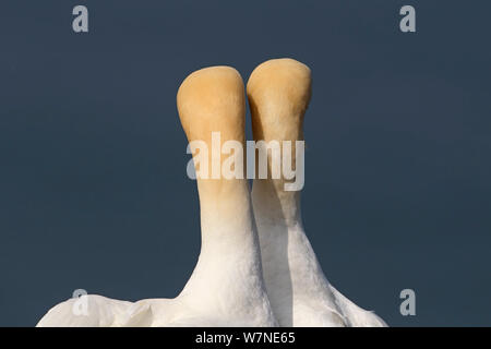 Northern Gannet (Morus bassanus) Rückansicht des Paar umwerben Tölpel, Northumberland, Großbritannien, Juli Stockfoto