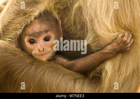 Northern Plains grau Langur (Semnopithecus Entellus) Baby halten auf Mutter, Bandhavgarh Nationalpark, Madhya Pradesh, Indien Stockfoto