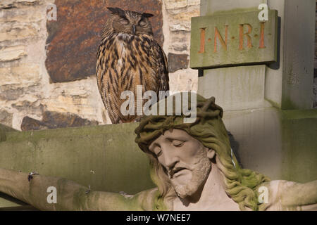 Uhu (Bubo bubo), am Kruzifix im Friedhof von Dom Osnabrück, Nordrhein Westfalen, Deutschland, Mai Stockfoto