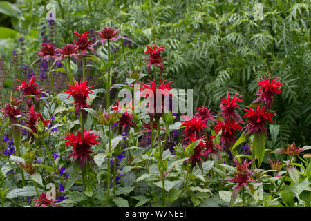Monarda Feuerball Bergamotte rote Blume Garten Pflanze winterharte