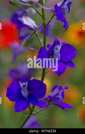 Rittersporn (Delphinium ajacis) Nahaufnahme von lila Blumen, Deutschland, Juni Stockfoto