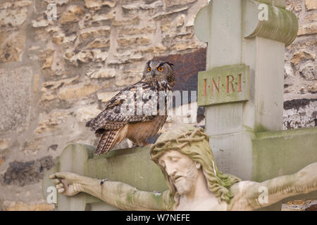 Uhu (Bubo bubo) auf dem Friedhof der Kathedrale Kruzifix in Osnabrück, Nordrhein-Westfalen, Deutschland, Mai Stockfoto