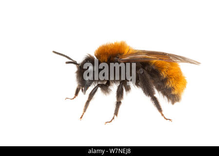Tawny Bergbau Biene (Andrena fulva) weiblich. Suburban Garten, Ashby de la Zouch, Leicestershire, UK, April. meetyourneighbors.net Projekt Stockfoto
