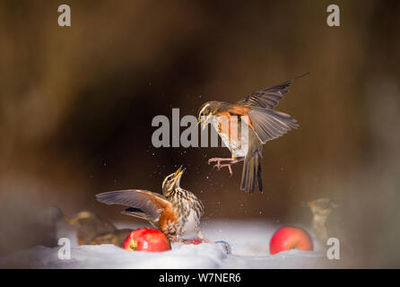 Redwings (Turdus Iliacus) Streit um ein Apple im Schnee. Derbyshire, Großbritannien, Februar. Britischer Naturfotograf des Jahres (Bwpa) Wettbewerb 2012, "das Verhalten der Tiere' Kategorie. (Nicht-Ex) Stockfoto