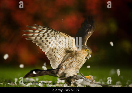 Sperber (Accipiter nisus) Erwachsenen töten und Rupfen Federn von Dove collared. Derbyshire, Großbritannien, November. Britischer Naturfotograf des Jahres (Bwpa) Wettbewerb 2012, "das Verhalten der Tiere' Kategorie. (Nicht-Ex) Stockfoto