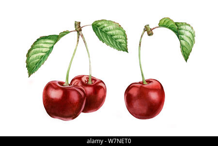 Cherry Früchte Blätter Sammlung realistische Botanischen Aquarell Abbildung: ganz süß sauer Reif saftig Satz isoliert clipart Hand bemalt, frisch Stockfoto