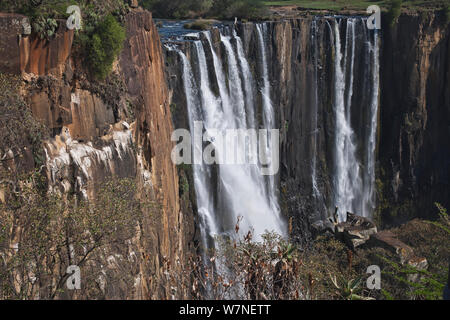 Südliche Kahlen ibis (Geronticus Calvus) Kolonie Nistplatz auf Felsen neben Mooi River Falls, KwaZulu-Natal, Südafrika, Oktober 2006 Stockfoto