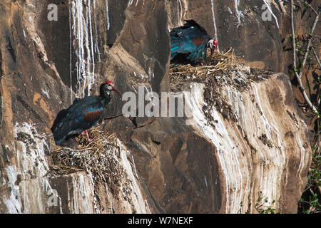 Südliche Kahlen ibis (Geronticus Calvus) Kolonie Zucht auf Felsen in der Nähe von Mooi River Falls, Hidden Valley, KwaZulu-Natal, Südafrika, Oktober Stockfoto