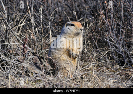 Arktis/Parry's Erdhörnchen (Spermophilus parryii, Magadan oblast, im Fernen Osten Russlands, Mai Stockfoto