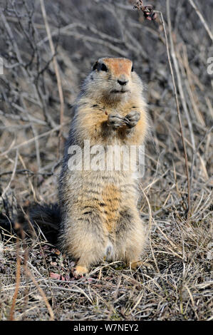 Arktis/Parry's Erdhörnchen (Spermophilus parryii, Magadan oblast, im Fernen Osten Russlands, Mai Stockfoto