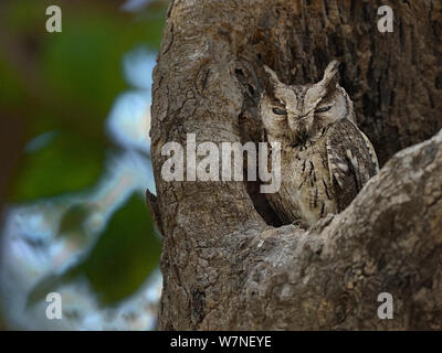 Collared scops Owl (Otus lettia) Kanha Nationalpark, Madhya Pradesh, Indien, März Stockfoto