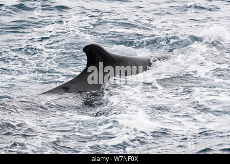 Finnwale (Balaenoptera physalus) an der Oberfläche der Antarktis. Februar. Stockfoto