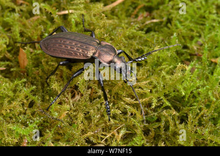 Boden Käfer (Carabus granulatus) großen Käfer in der Regel in feuchten Wiesen und Flussauen gefunden, Captive, UK, September Stockfoto