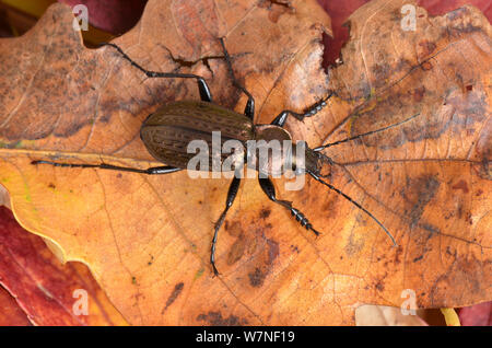 Boden Käfer (Carabus granulatus) großen Käfer in der Regel in feuchten Wiesen und Flussauen gefunden von oben betrachtet, Captive, UK, September Stockfoto