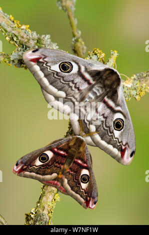 Kleine Kaiser Motte (Saturnia pavonia) männlich weiblich, unten auf Flechten bedeckt Zweig, Captive, UK, April Stockfoto