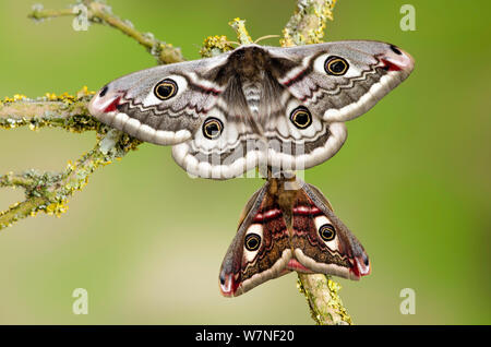 Kleine Kaiser Motte (Saturnia pavonia) männlich, weiblich mit Flügeln geöffnet und zeigt eyespots auf Flechten bedeckt Zweig, Captive, UK, April Stockfoto