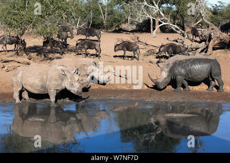 Weiße Nashörner (Rhinocerotidae)) vier am Wasserloch mit Gnus hinter (connochaetes Taurinus) Mkhuze Game Reserve, Kwazulu Natal, Südafrika Stockfoto