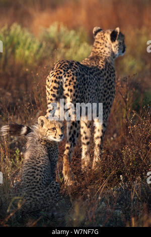 Gepard (Acinonyx jubatus) mit Cub, Phinda Private Game Reserve, Kwazulu Natal, Südafrika Stockfoto