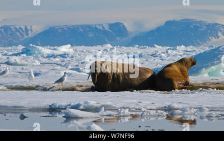 Zwei Walross (Odobenus rosmarus) mitgeführt und auf Packeis entlang der Scholle Kante, Grise Fiord, Ellesmere Island, Nunavut, kanadische Arktis, Juni Stockfoto