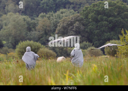 Zwei junge Common/Eurasischen Kraniche (Grus Grus) fliegen bis zu halten mit zwei Betreuern in Kran Kostüme als Surrogat Eltern weg von einem Hund während einer Predator Abneigung Training läuft gekleidet, Somerset, England, UK, September 2012. Stockfoto