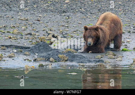 Braunbär (Ursus arctos) Graben für Muscheln im Inland Passage Tidal Waters von Alaska, USA, August Stockfoto