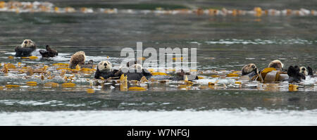 Northern Pacific Seeotter (Enhydra lutris) eine Reihe von Tieren in einem Bett von Seetang, Golf von Alaska in der Nähe von Sitka, USA Stockfoto