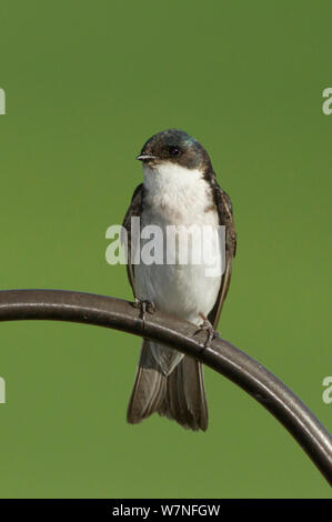 Baum schlucken (Tachycineta bicolor) weiblich Portrait, Aurora, Colorado, USA, Juli Stockfoto