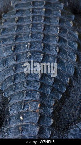 Rückenschuppen der amerikanische Alligator (Alligator mississippiensis). Der Everglades National Park, Florida, USA, Februar. Stockfoto