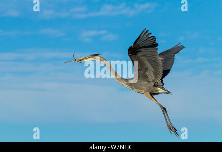 Great Blue Heron (Ardea herodias) im Flug mit Zweig für Nesting Material. Der Everglades National Park, Florida, USA, Februar. Stockfoto