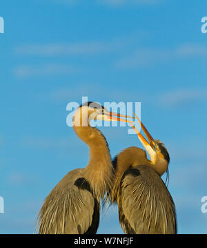 Great Blue Heron (Ardea herodias) Paar Gruß verhalten. Der Everglades National Park, Florida, USA, Februar. Stockfoto