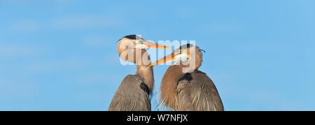 Great Blue Heron (Ardea herodias) Paar einander gegenüber. Der Everglades National Park, Florida, USA, Februar. Stockfoto