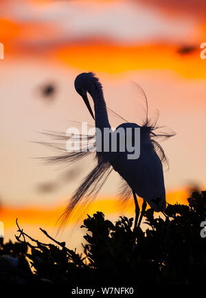 Silberreiher (Ardea alba) gegen Sonnenuntergang. Der Everglades National Park, Florida, USA, Februar. Stockfoto