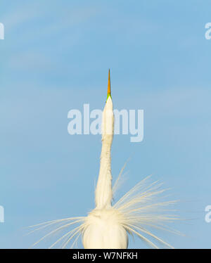 Silberreiher (Ardea alba) Himmel zeigen. Der Everglades National Park, Florida, USA, Februar. Stockfoto