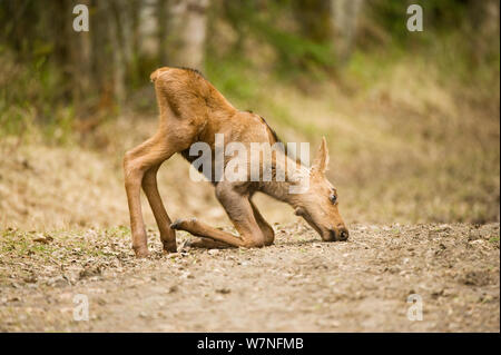 Elch (Alces Alces) neugeborenes Kalb kniet um Vegetation ernähren. Kincaid Park, Anchorage, Süd-Zentral-Alaska, Mai. Stockfoto