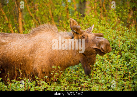 Elch (Alces alces) unter Willow verlässt. Tony Knowles Coastal Trail, Anchorage, South-central Alaska, Mai. Stockfoto