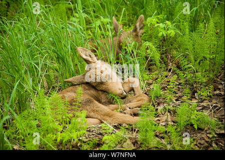 Elch (Alces alces) neugeborenes Kalb im Frühjahr Vegetation ruht. Tony Knowles Coastal Trail, Anchorage, South-central Alaska, Mai. Stockfoto