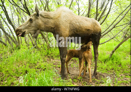 Elch (Alces alces) Kuh Säugen ihrer neugeborenen Kälbern. Tony Knowles Coastal Trail, Anchorage, South-central Alaska, Mai. Stockfoto