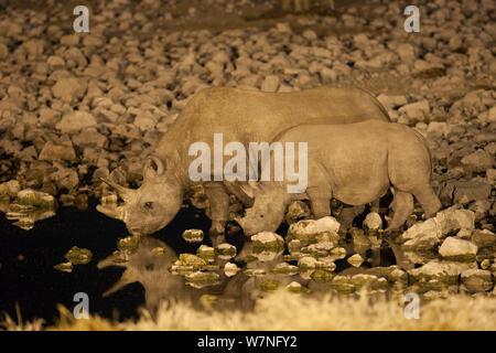 Spitzmaulnashorn (Diceros bicornis) Weibchen mit Kalb, Trinken in der Nacht, Okaukuejo Wasserloch, Etosha National Park, Namibia Stockfoto