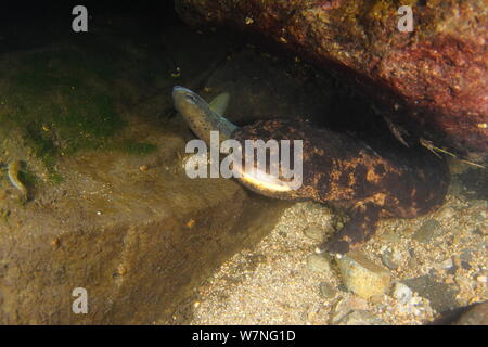 Japanischer Riesensalamander (Andrias japonicus) mit Masu Lachs (Oncorhynchus) Beute im Maul, Japan, August Stockfoto