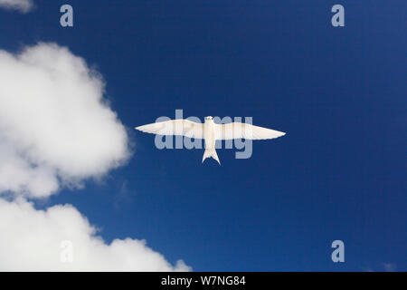 White tern (Gygis alba) im Flug Overhead, Christmas Island, Indian Ocean, Juli Stockfoto