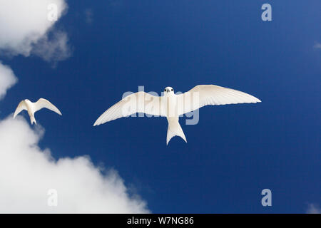 Weiß terns (Gygis alba) im Flug Overhead, Christmas Island, Indian Ocean, Juli Stockfoto