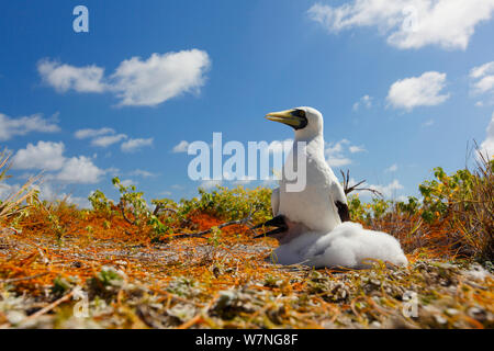 Masked booby (Sula dactylatra) Elternteil Schattierung Küken aus harten Sonnenlicht im Nest, Christmas Island, Indian Ocean, Juli Stockfoto