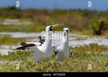 Masked booby (Sula dactylatra) passende Paar entscheiden, wo sie ihre Eier, die Sie direkt auf den Boden zu legen, Christmas Island, Indian Ocean, Juli Stockfoto