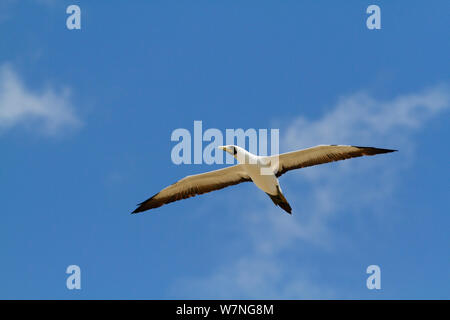 Masked booby (Sula dactylatra) flying Overhead, Christmas Island, Indian Ocean, Juli Stockfoto