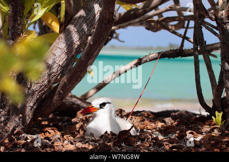 Red tailed tropicbird (Phaethon rubicauda) Eier Inkubieren bei Nest in der Nähe von Strand, Christmas Island, Indian Ocean, Juli Stockfoto