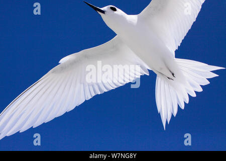 White tern (Gygis alba) direkt flying Overhead, Christmas Island, Indian Ocean, Juli Stockfoto