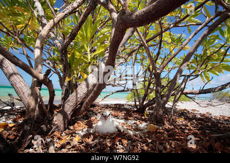 Red tailed tropicbird (Phaethon rubicauda) Eier Inkubieren bei Nest in der Nähe von Strand, Christmas Island, Indian Ocean, Juli Stockfoto