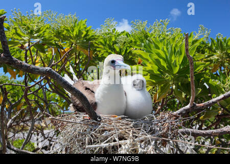 Red footed Booby (Sula Sula) Eltern mit Küken im Nest, Küken mit weissen Federn bedeckt ist gegen die Hitze der Sonne zu schützen, Christmas Island, Indian Ocean, Juli Stockfoto