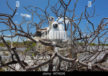 Red footed Booby (Sula Sula) Eltern mit Küken im Nest, Küken mit weissen Federn bedeckt ist gegen die Hitze der Sonne zu schützen, Christmas Island, Indian Ocean, Juli Stockfoto